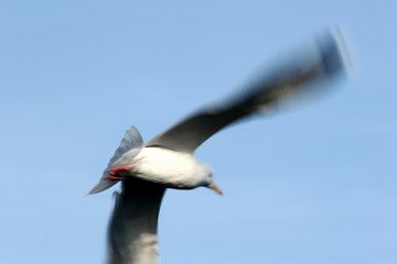 bird seagull