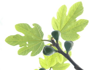 fig tree