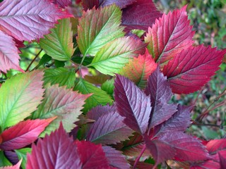 multi-color autumn leaves