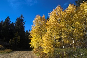 colorful aspen on a country dirt road