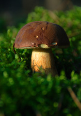 mushroom-xerocomus badius