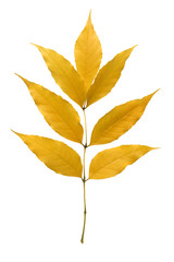 yellow ash leaf.