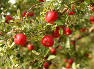 apples on tree in orchard
