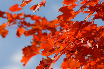 red autumn foliage against blue sky