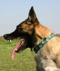 malinois qui grogne