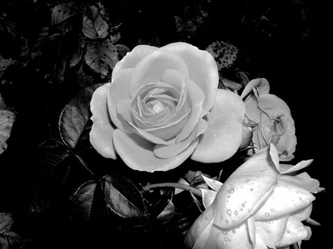 0580-rose en noir et blanc