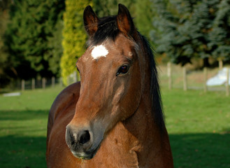 Obraz premium horse 5