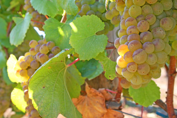 ripe chardonnay grapes