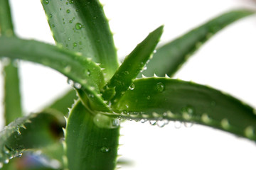 aloe vera
