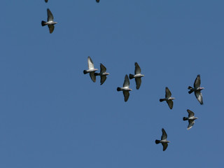flock of pigeons in flight