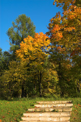 Naklejka premium stairs and forest