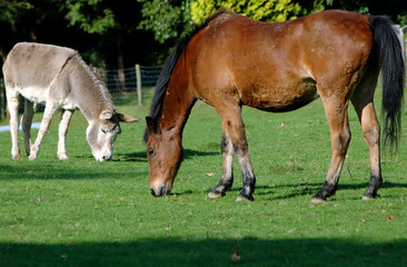 donkey and horse grazing