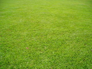 plain green field