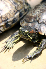 sea turtle