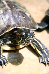 turtle