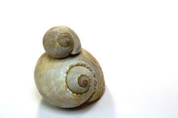 coquillages spirales 1