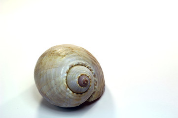 coquillage à spirale