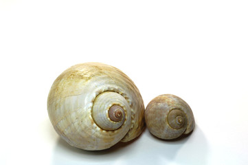 coquillages spirales 2