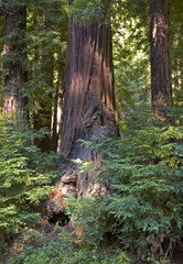coastal redwood