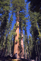Fototapeta na wymiar majestic sequoia