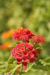 red lantana