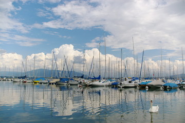 yachts, clouds and a swan