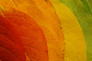 Obraz premium autumn leaf palette