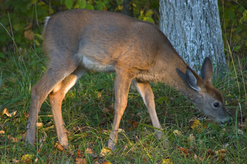 whitetail eating