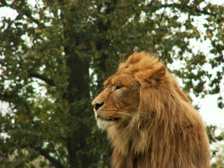 lion