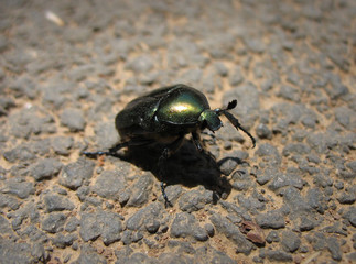 green shiny bug
