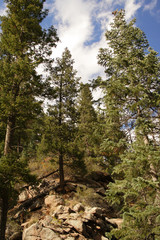 green trees in the mountains