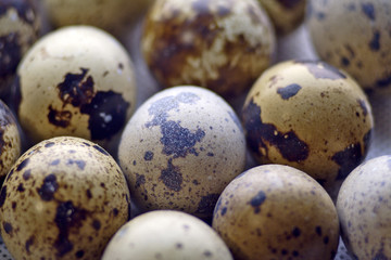 quail eggs (2)