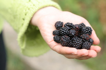 blackberries