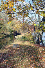geese walking on the path