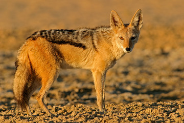 black-backed jackal