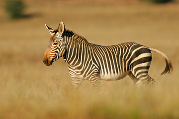 Fototapeta na wymiar Zebra górska
