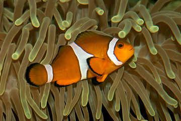 clown fish