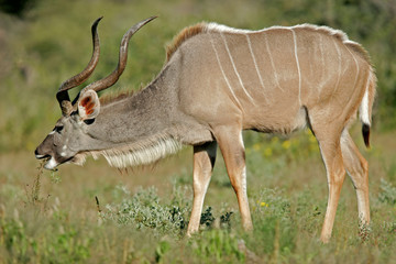 Naklejka na ściany i meble antylopa kudu