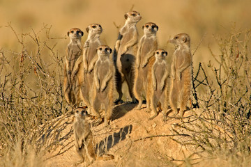 suricate family