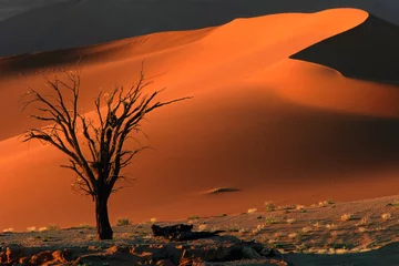  tree and dune © EcoView
