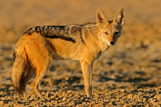 black-backed jackal