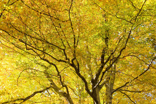 herbstwald