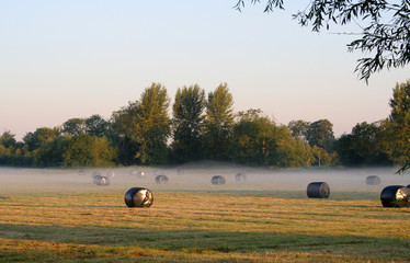 morning mist