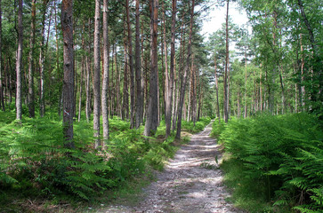 forêt