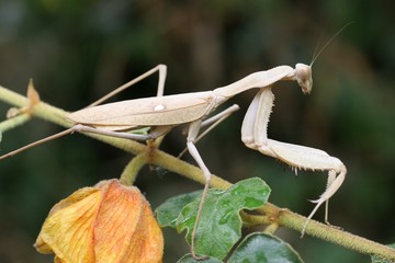 giant african mantis 4