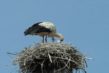 stork in the nest with the children