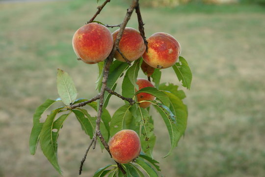 organic peaches...