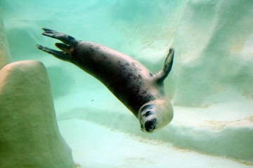 le phoque