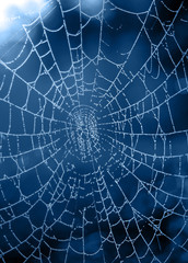 spider web