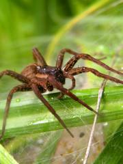 spider